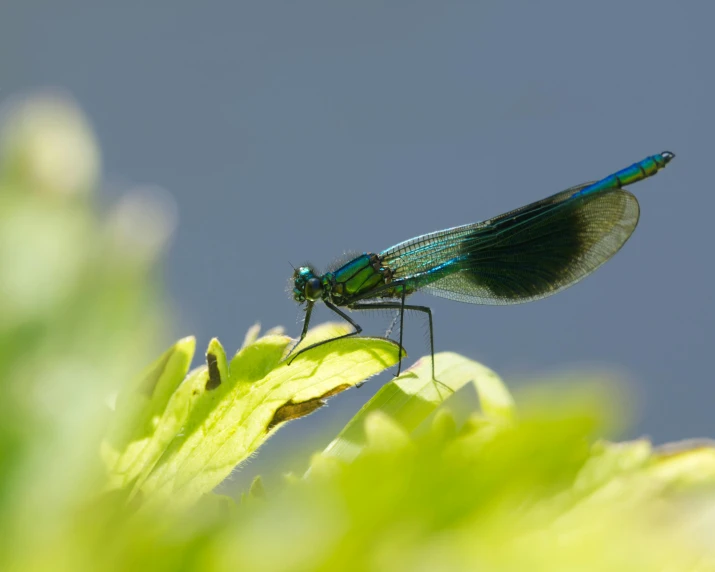 a very big blue insect sitting on top of some green leaves