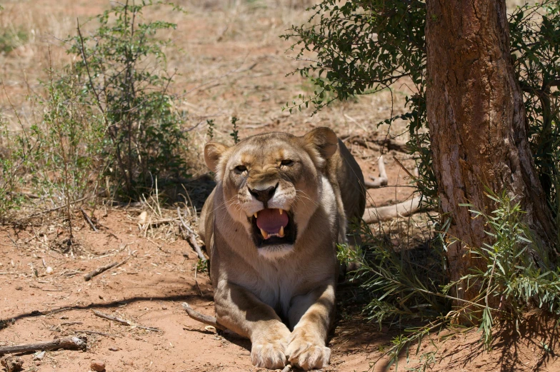 a small lion sitting near a tree on a dirt ground