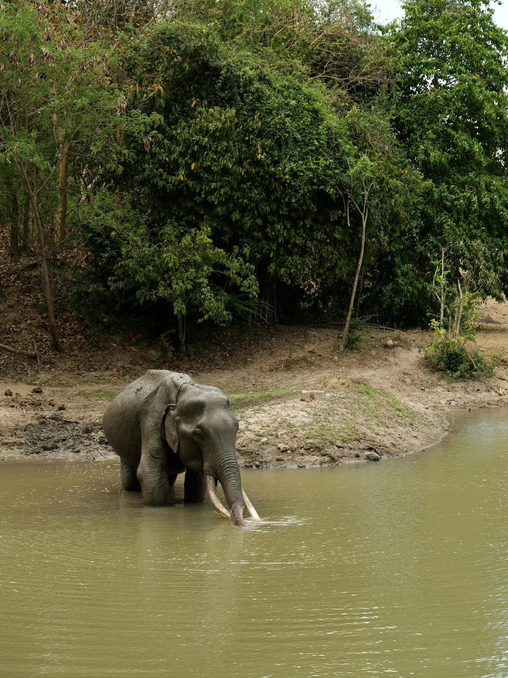 an elephant splashes in the water near a forest