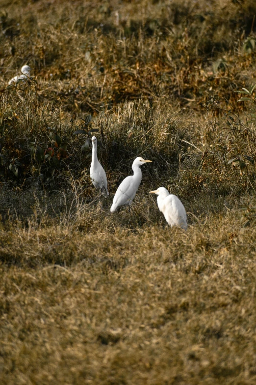 three birds are walking through the field with grass