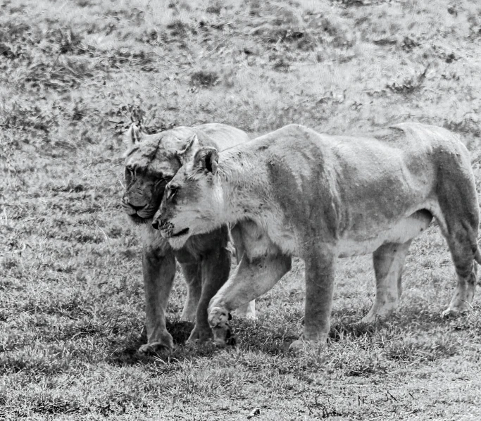 a cow standing next to a young calf