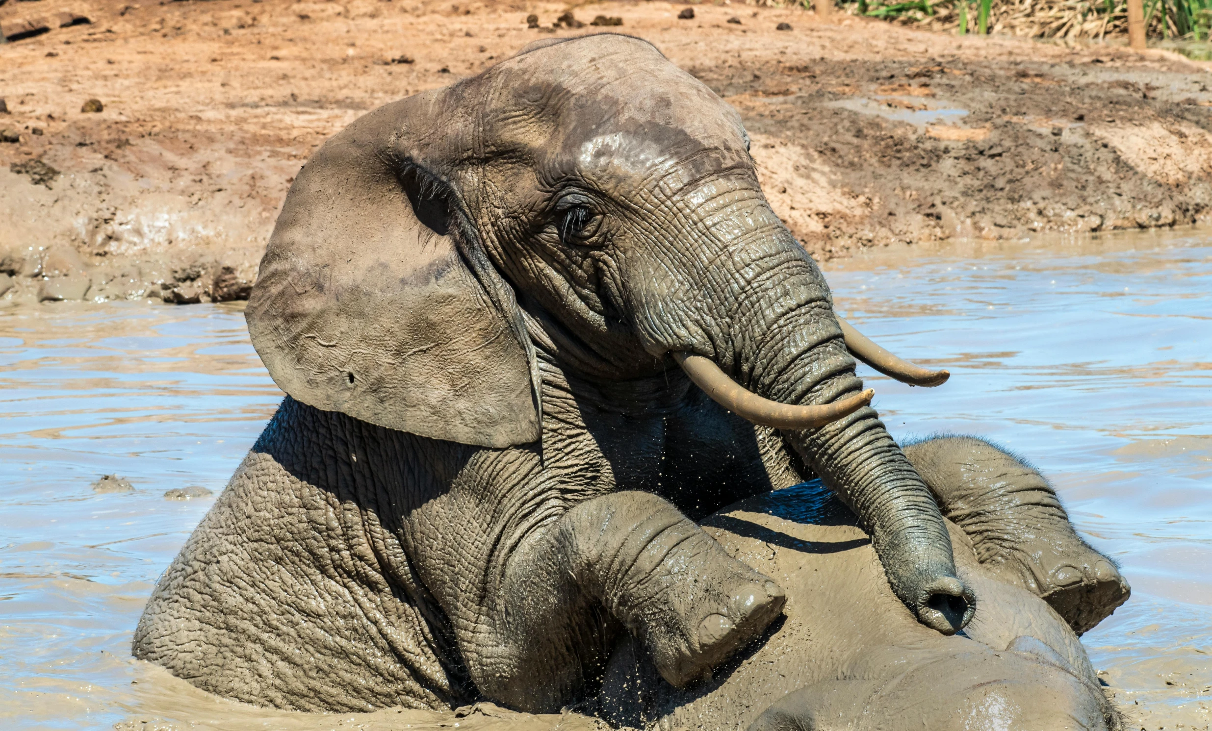 an elephant is laying in the water with it's trunk up