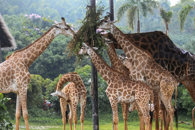 a herd of giraffes eat grass off of a tree