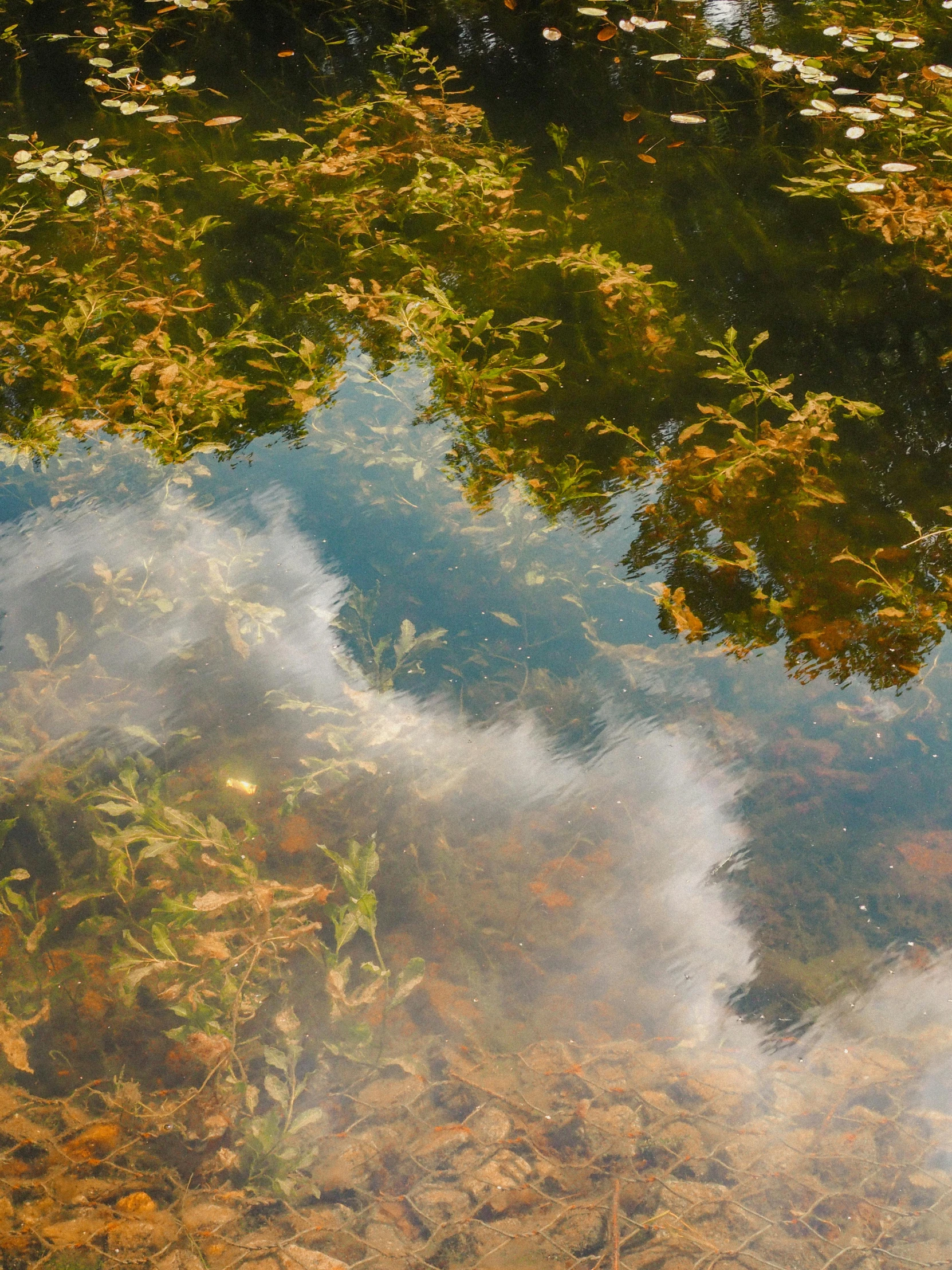 autumn leaves in a pond reflecting a sky