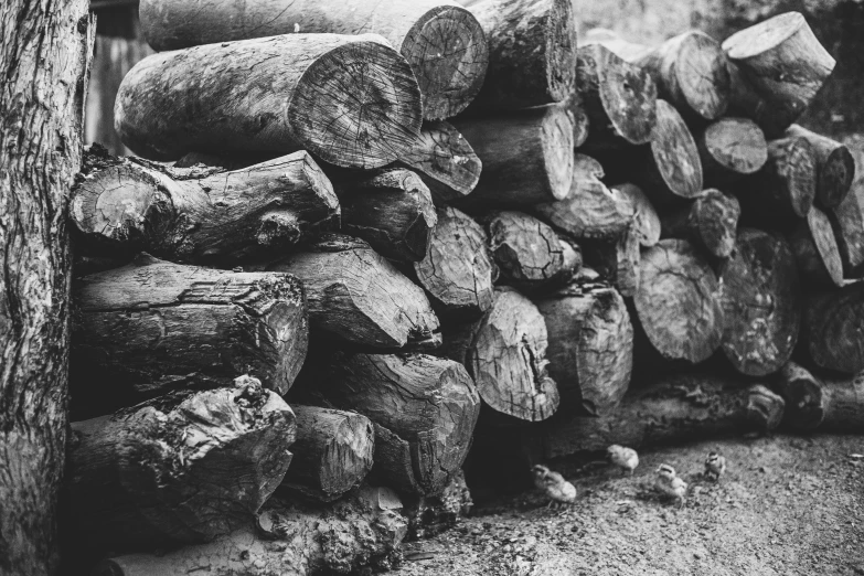 a black and white po of large tree logs