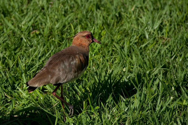 there is a bird that is standing in the grass