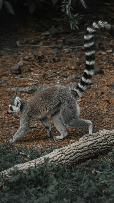 a cute little baby ring tailed ra walking around