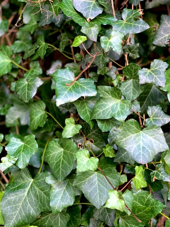 a group of green leaves on a tree