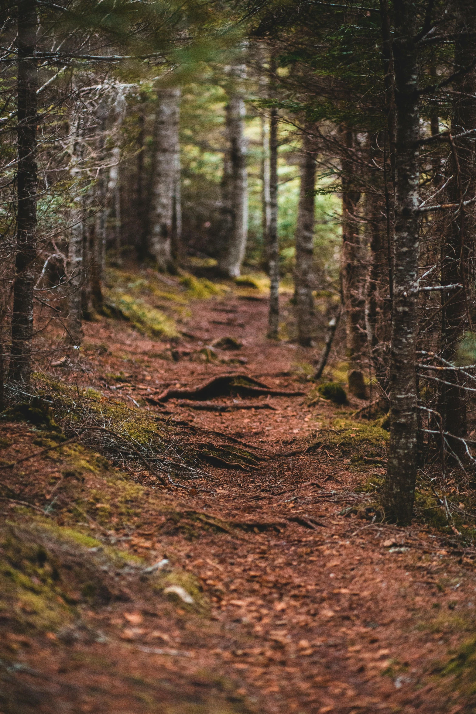 a trail splits through the woods in order to make it difficult for hiking