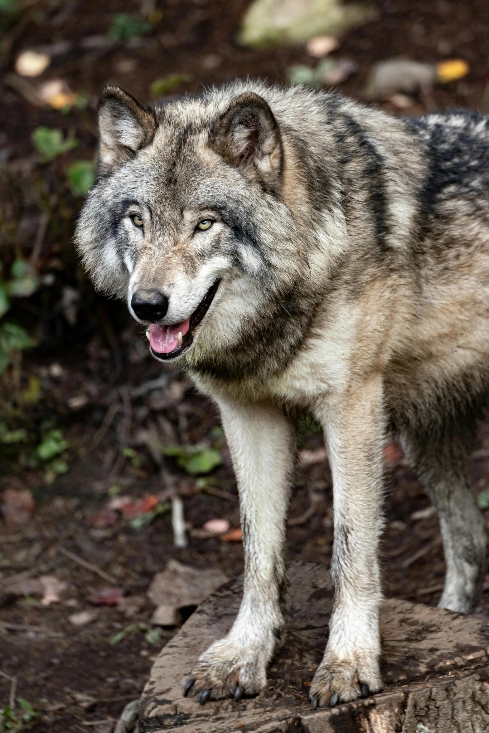 a wolf standing on top of a log in the forest