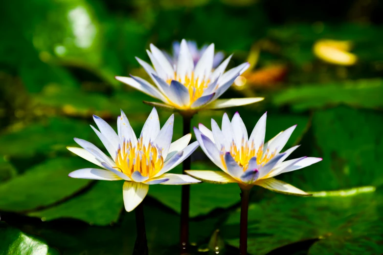 white and yellow water lilys on the water