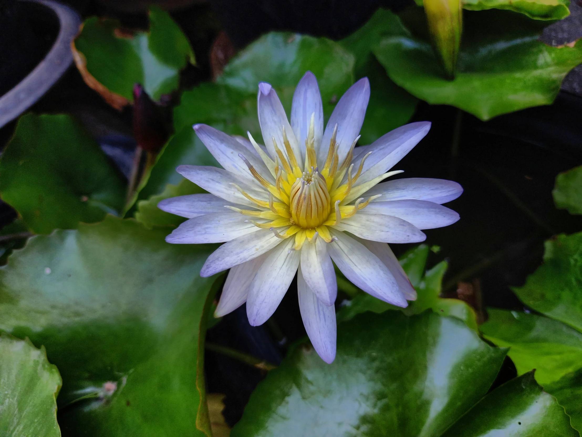 blue and white flower surrounded by water leaves