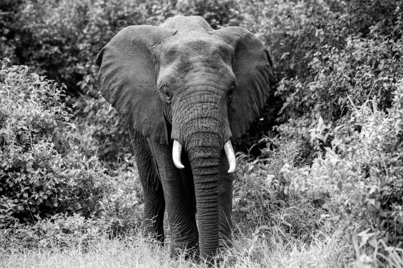 an elephant standing in a grassy field with tall plants