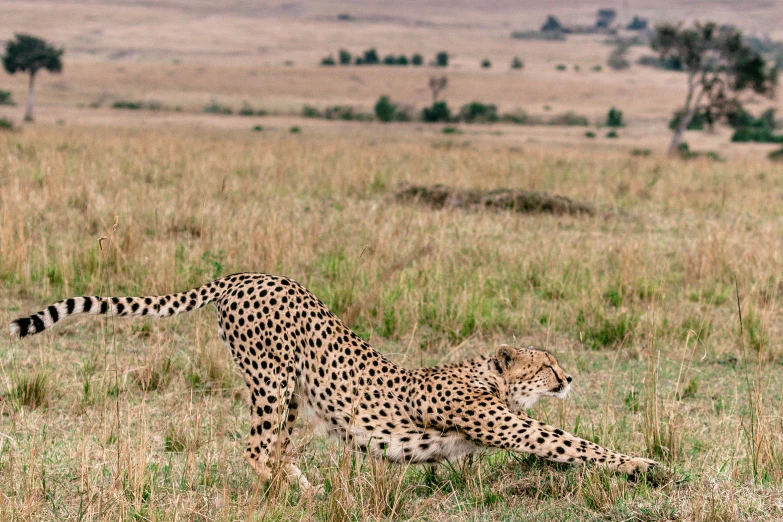 a cheetah in the middle of some grass and brown bushes