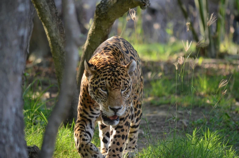 there is a large leopard walking through a path