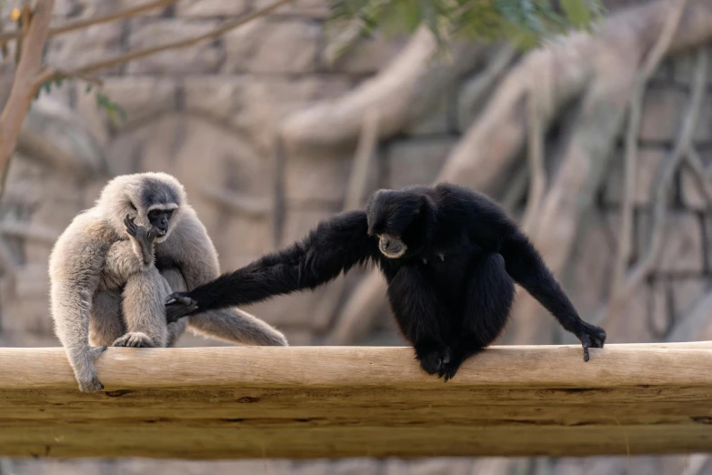 two monkeys touching hands over a wooden rail