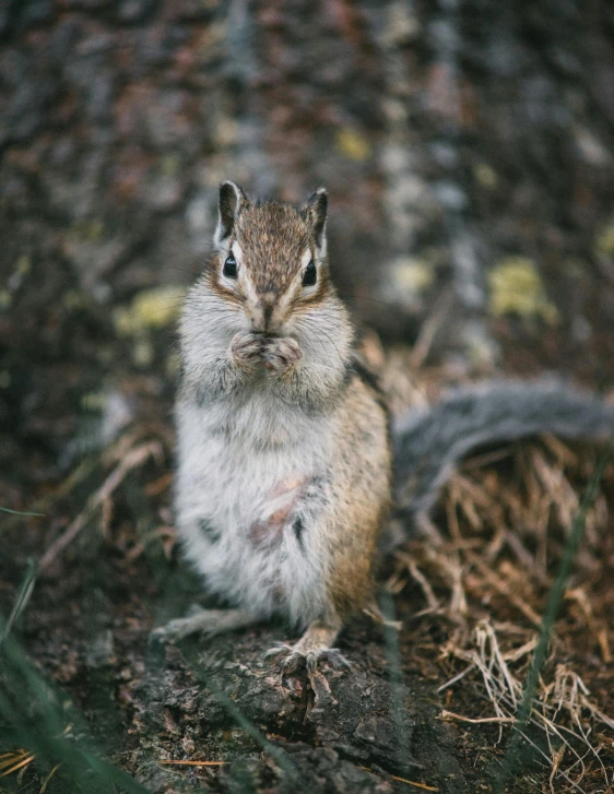 a squirrel standing on its hind legs looking at the camera