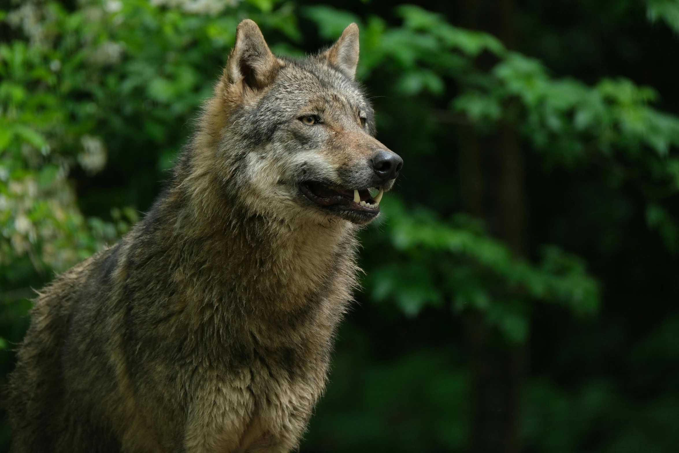 a wolf that is standing in the grass