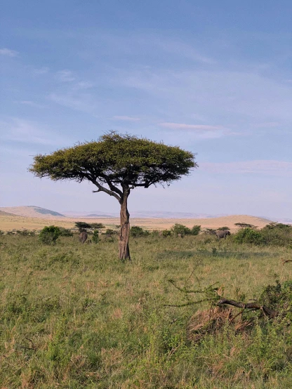 a giraffe walking through an open field next to a tree
