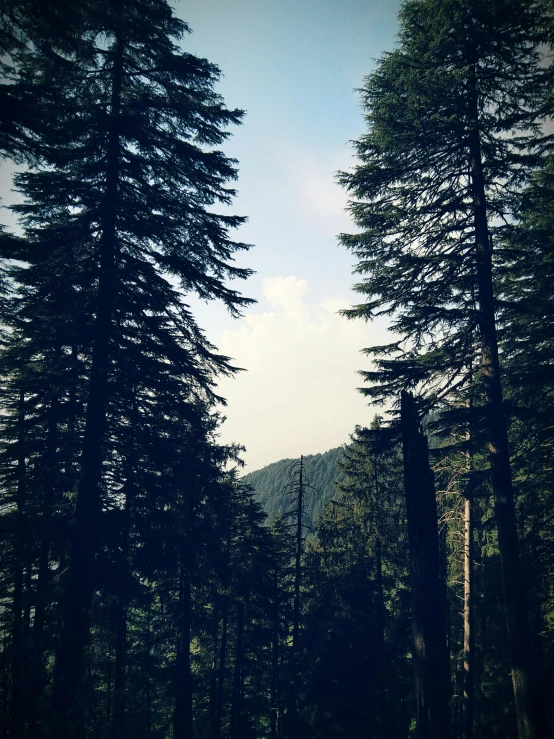 a forest scene with a small sign on the road