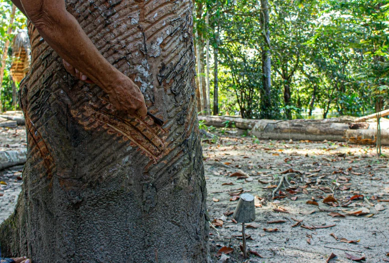 the arm of an elderly person that is covering a small piece of wood from a tree