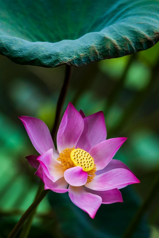 a large pink flower in bloom with green leaves