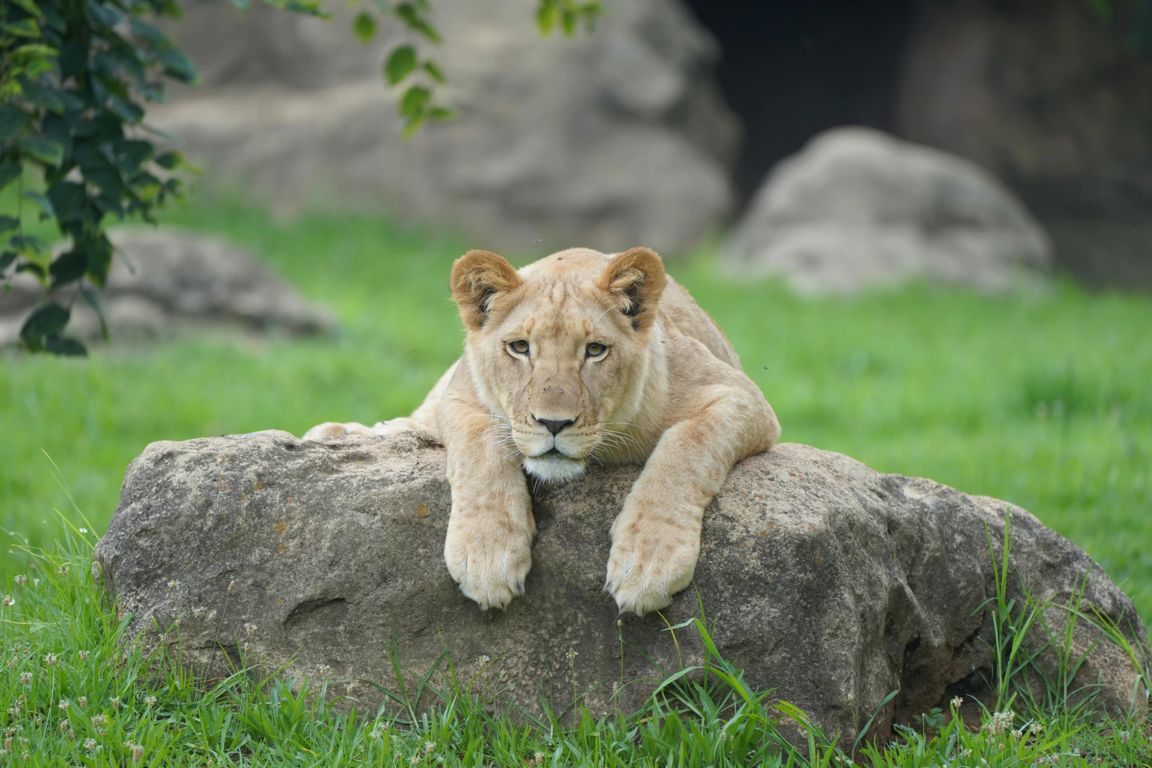 a lion cub relaxes on a rock while looking out the side