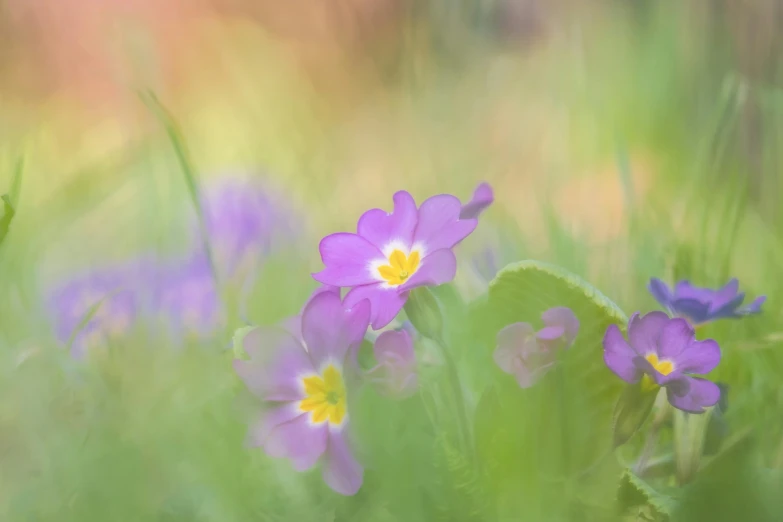 a group of purple and yellow flowers in the grass