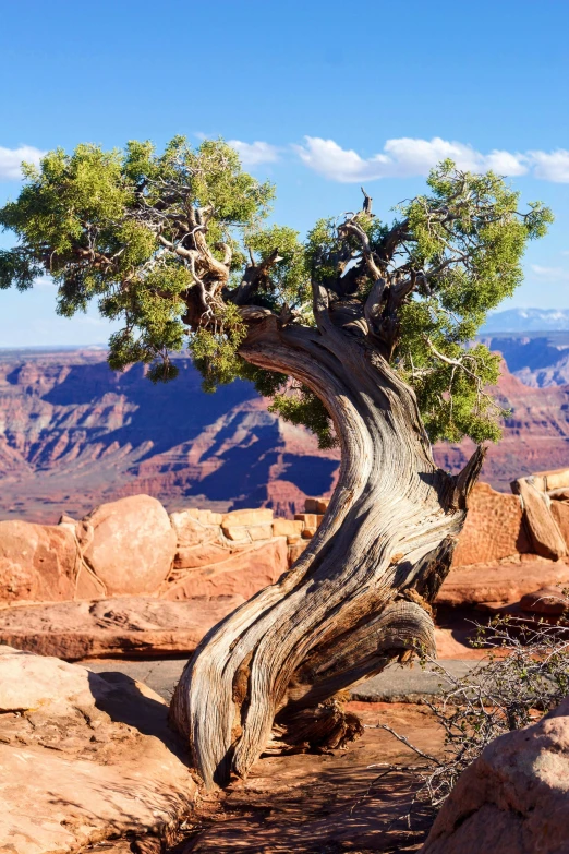 an old tree grows in a rocky terrain