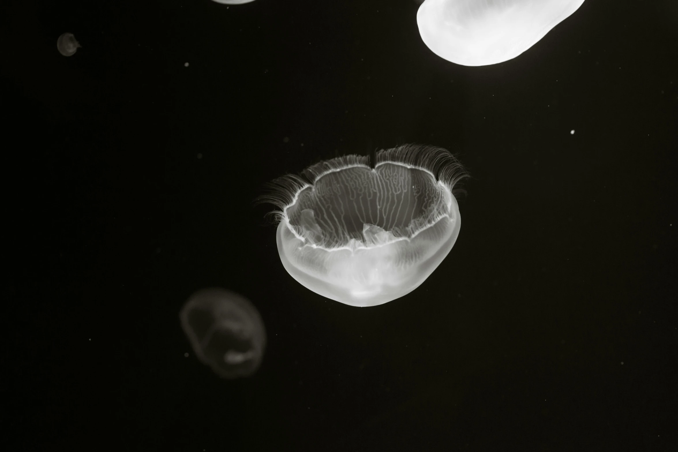 the various types of jellyfish are floating in the dark water