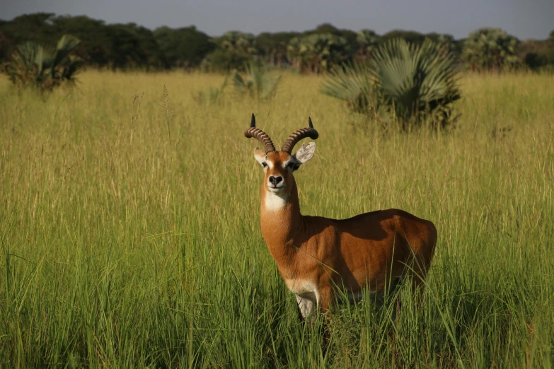 a deer that is standing in the grass