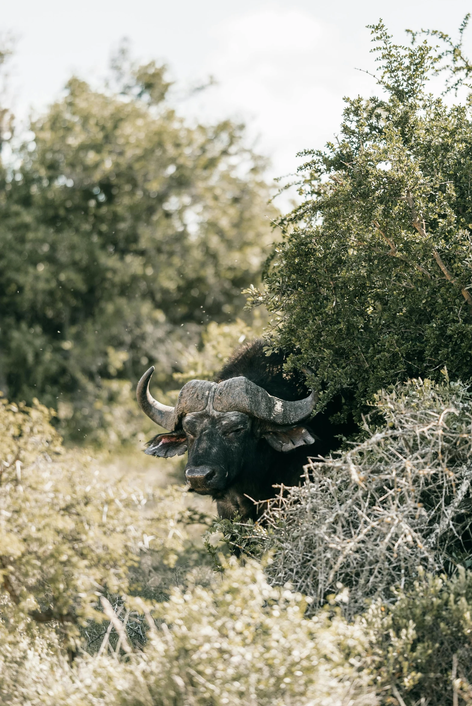 a bull in the middle of a forest