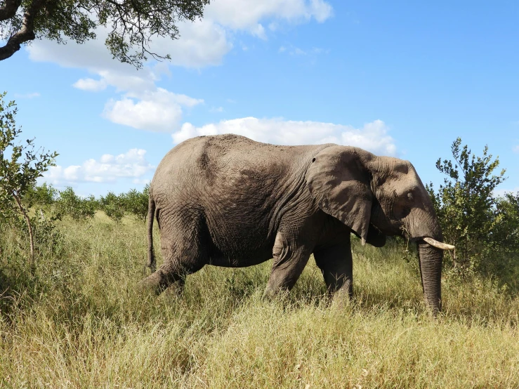 the elephant is walking through the tall grass