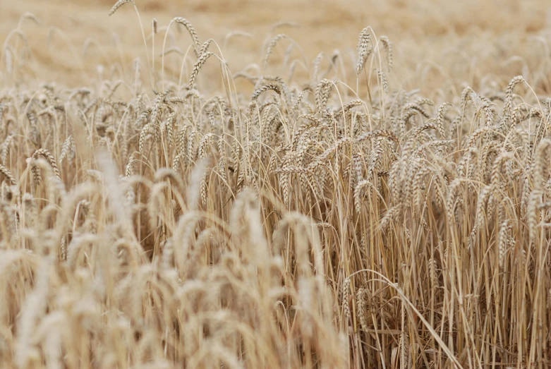 a bunch of wheat that is sitting in the grass