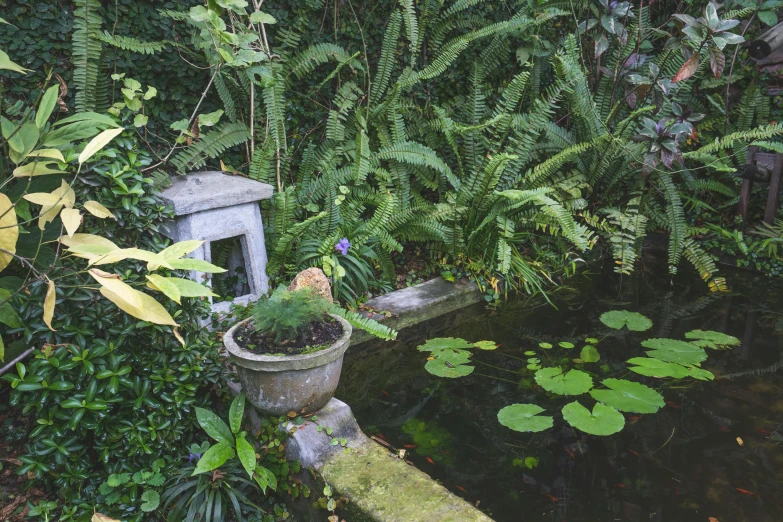 a garden with some plants in it