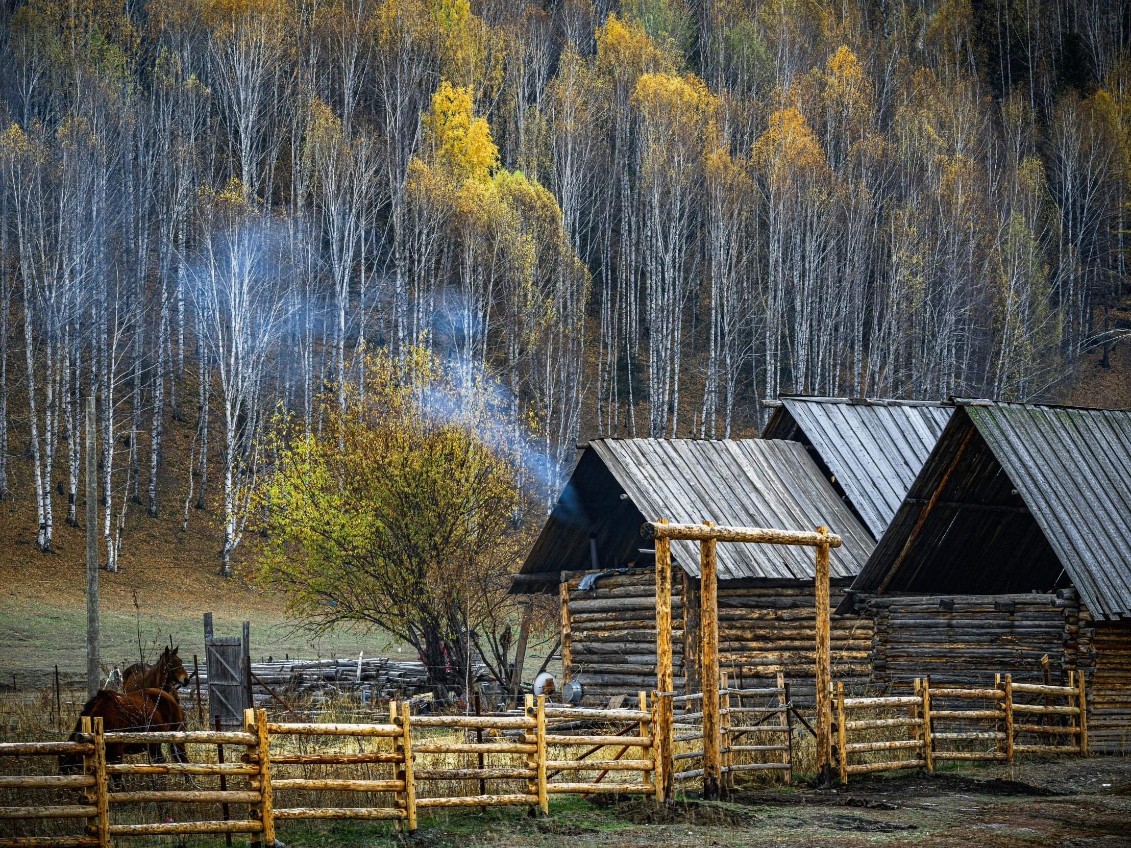 old rustic log cabin and wooden fence surrounded by trees