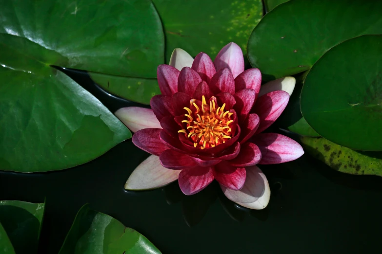 a bright pink and yellow flower on top of water