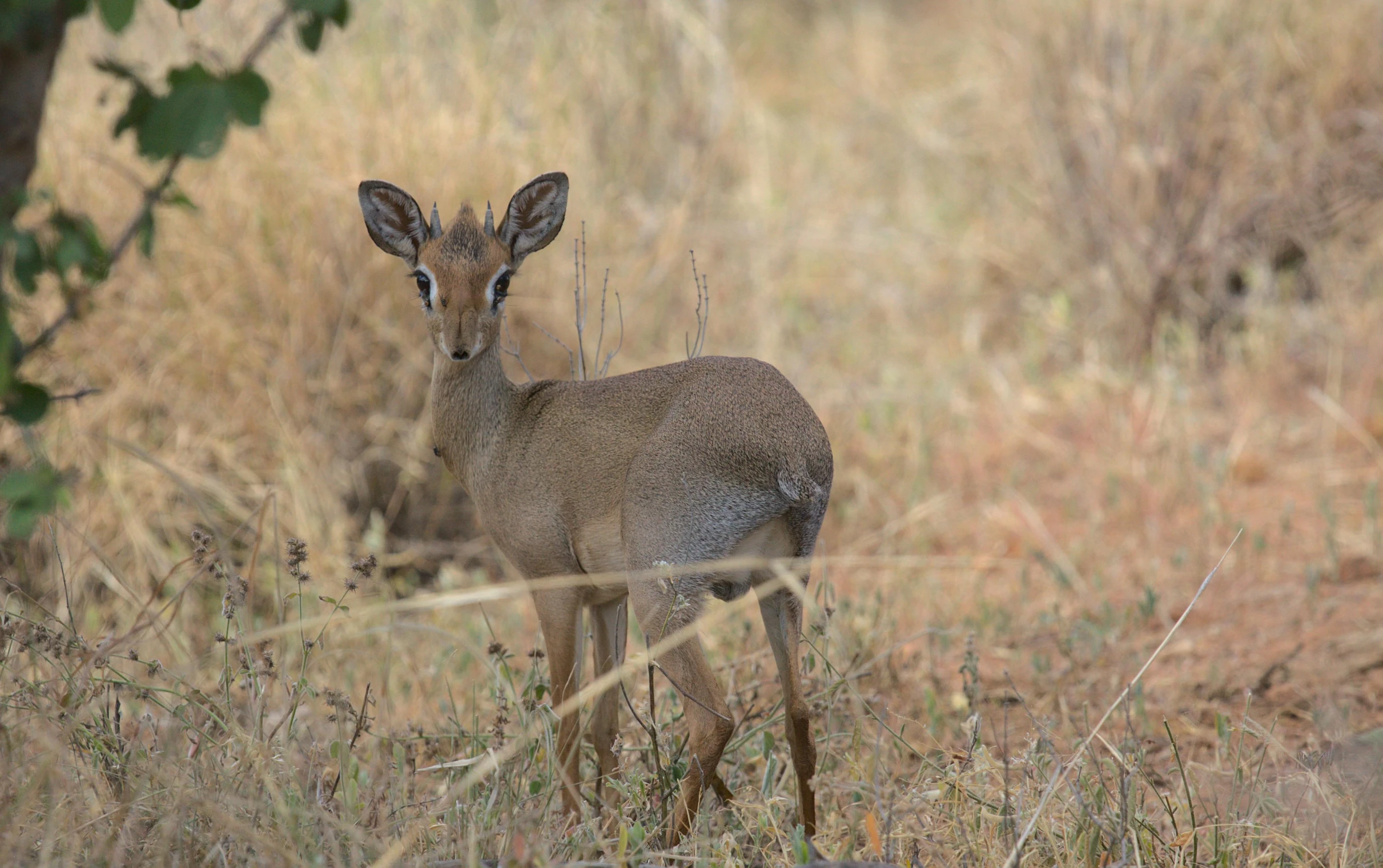 a young buck is standing in a field