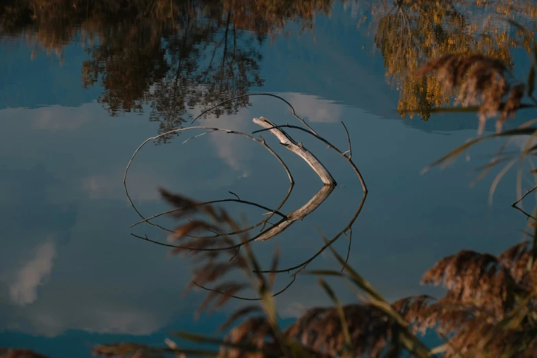 a reflection of trees in the water near reeds