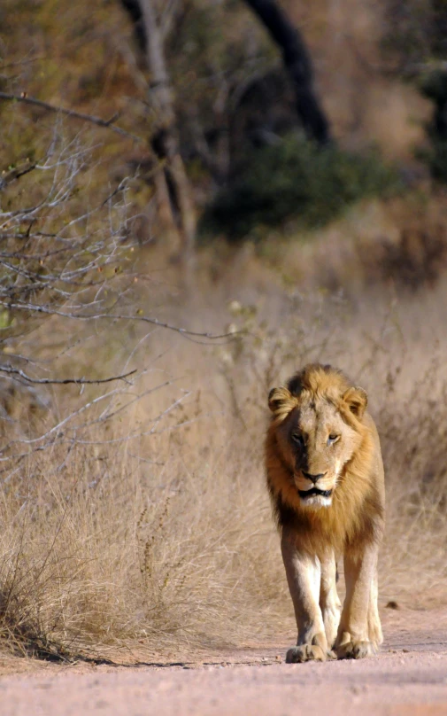 a lion walking across a dirt road next to dry grass