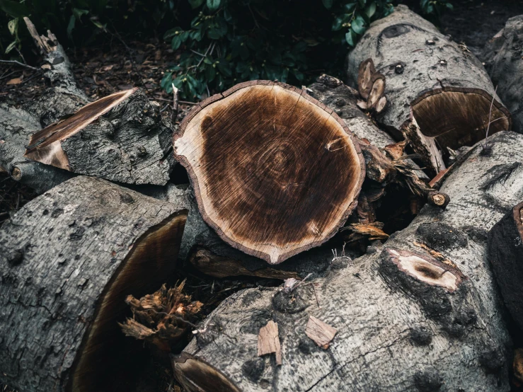 the remains of cut logs that are growing on ground