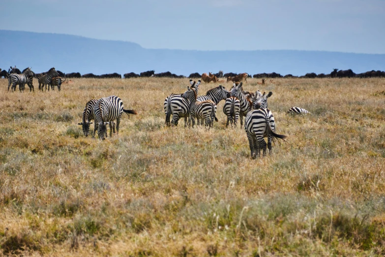 a herd of ze standing in a grassy field