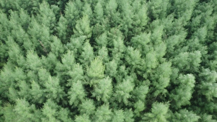 a group of trees are covered in thick green leaves