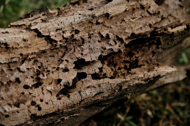 a section of wood that is about to have termites growing