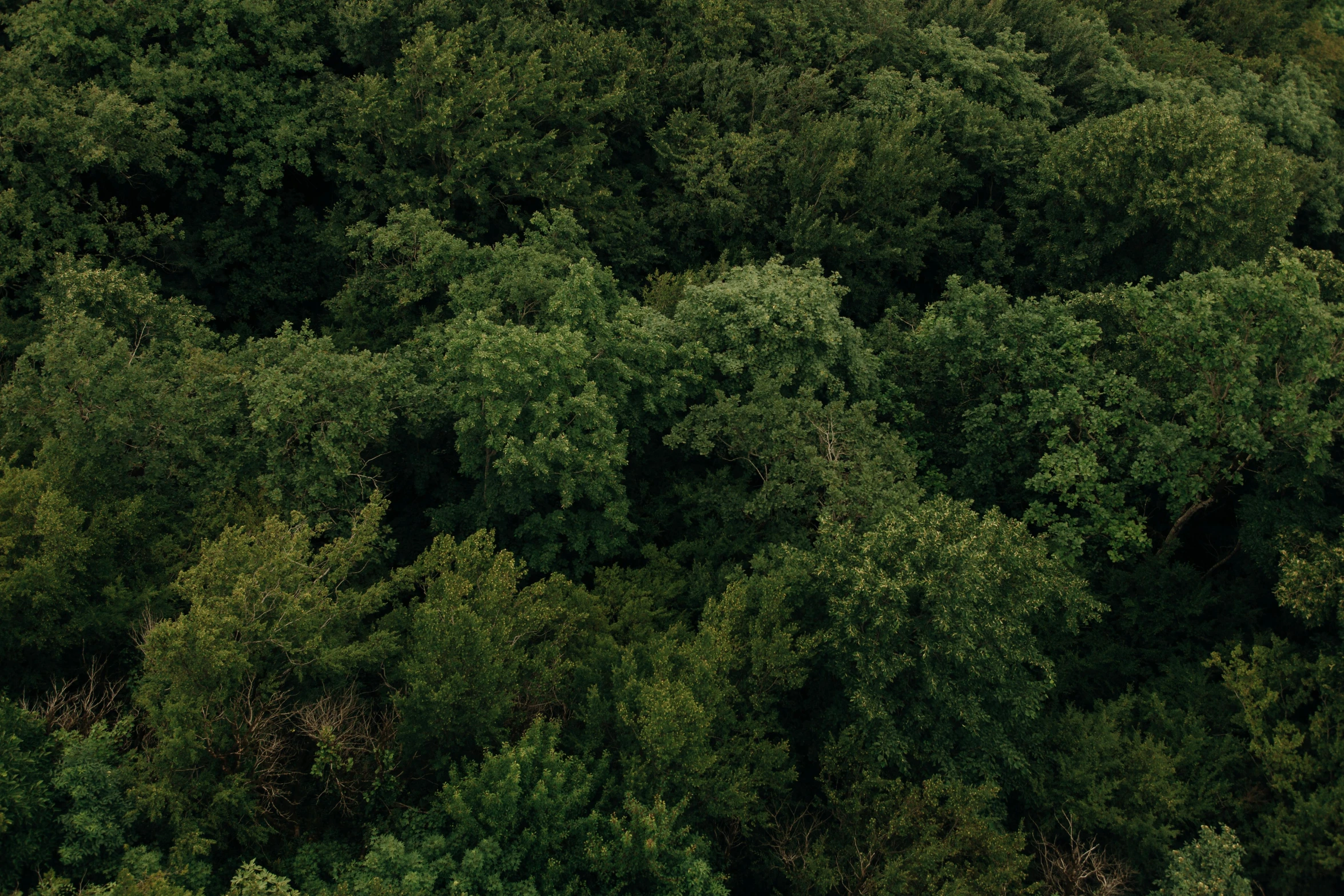 a large forest is seen from above, with lots of leaves