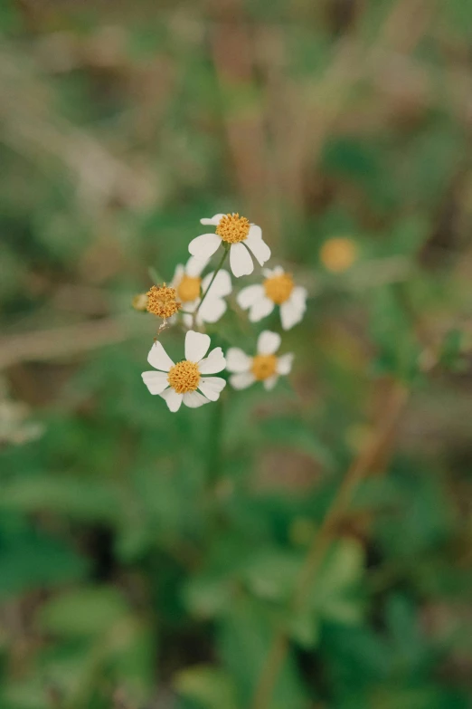 a small group of little white flowers