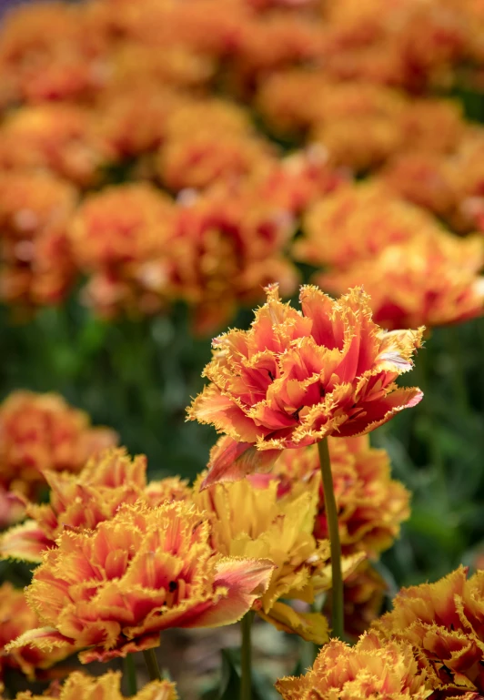 orange and red flowers are growing near each other