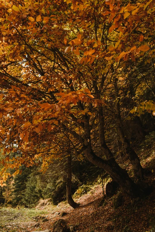 an autumn tree near a path in the woods