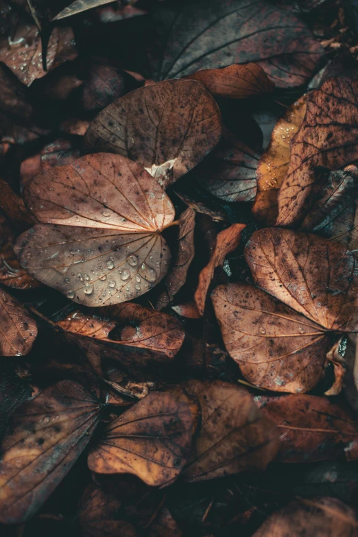 the leaves are all covered in water droplets