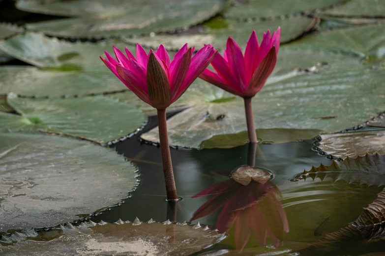 the two pink flowers are beside each other